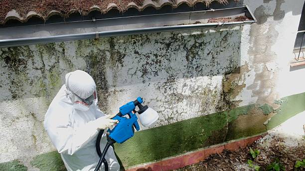 Trusted Mold Inspection service in Cypress, TX - Cheap Mold Removal